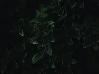 img of Executive support that changes behavior