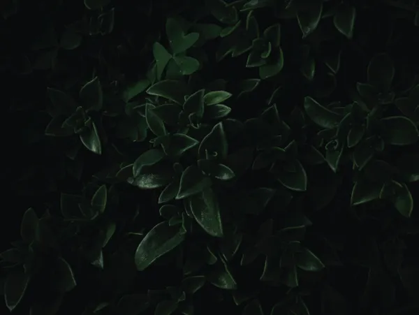 img of Executive support that changes behavior